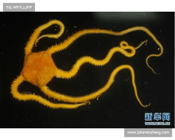 数字世界的漫游指南:从蜻蜓点水到深海探秘的网络探索之旅 数字世界的漫游指南:从蜻蜓点水到深海探秘的网络探索之旅